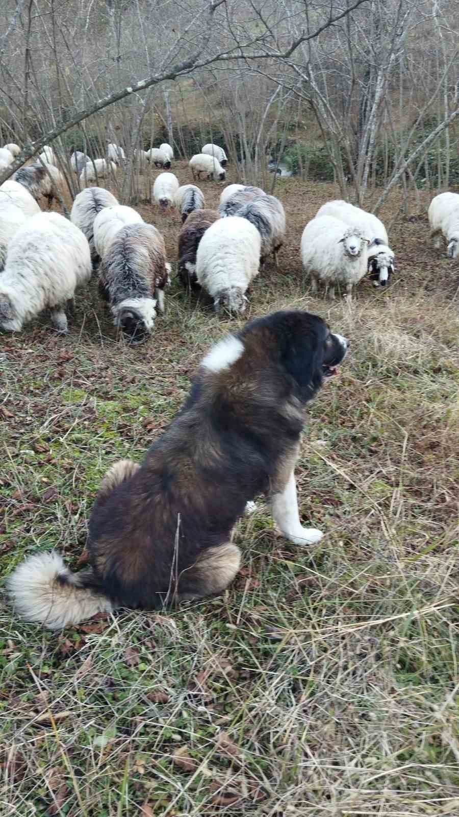 Koyunları telef eden porsuk, köpekler tarafından telef edildi
