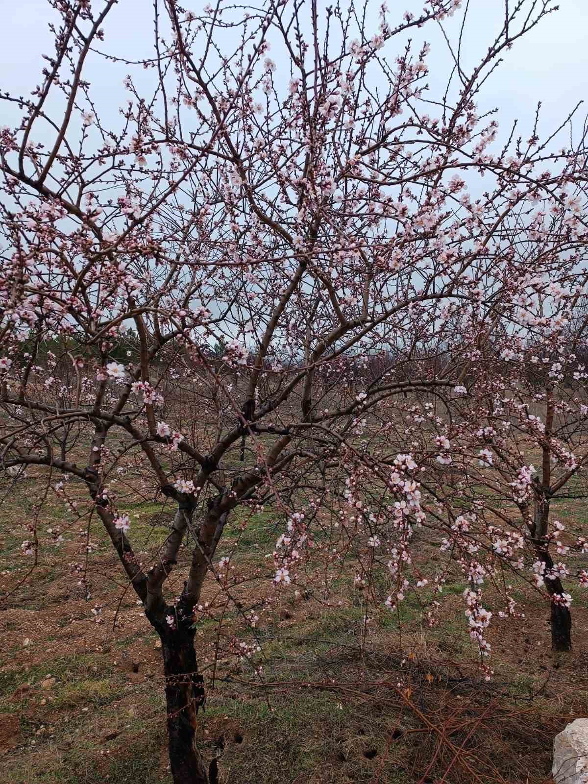 Konya&rsquo;da badem ağa&ccedil;ları erken &ccedil;i&ccedil;ek a&ccedil;tı
