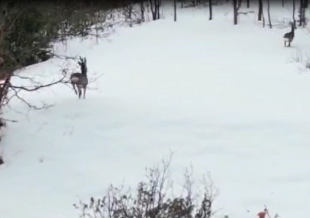 Karacaların kaçışı dron kamerasına yansıdı