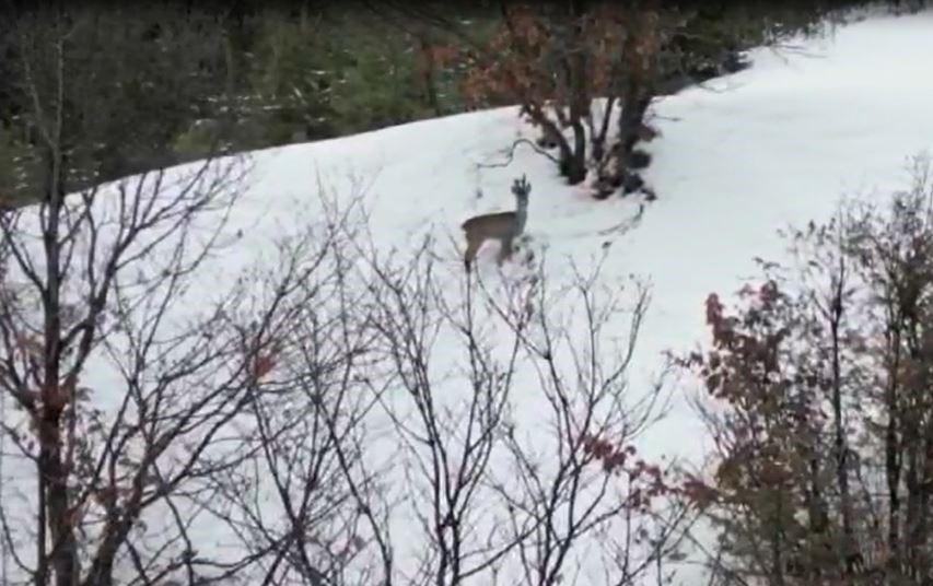 Karacaların kaçışı dron kamerasına yansıdı
