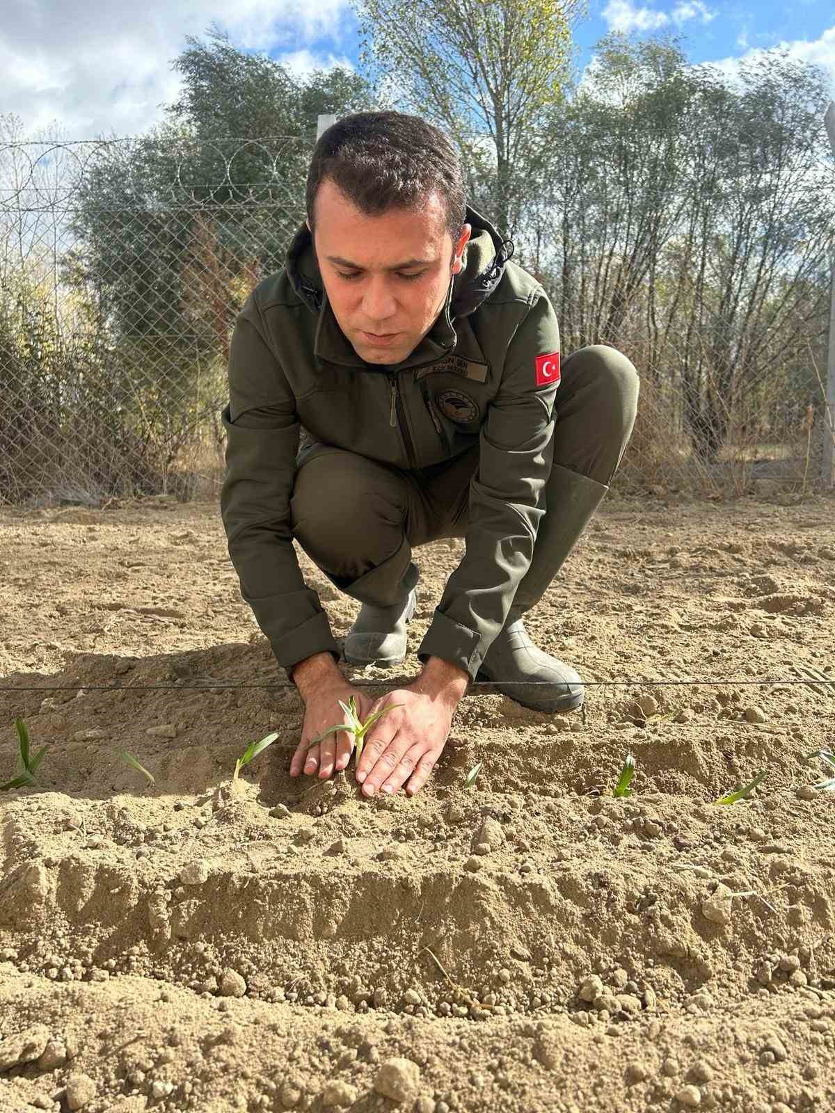 İhsaniye&rsquo;de salep yetiştiriliyor
