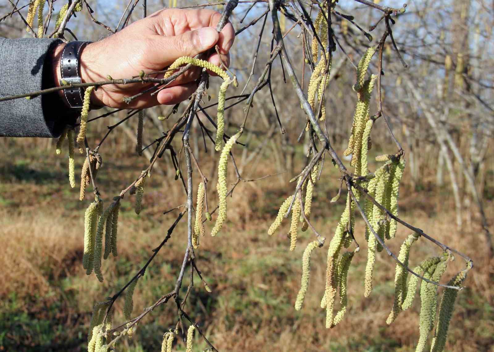 Fındıkta zirai don riski, serbest piyasada fındık fiyatını yükseltti
