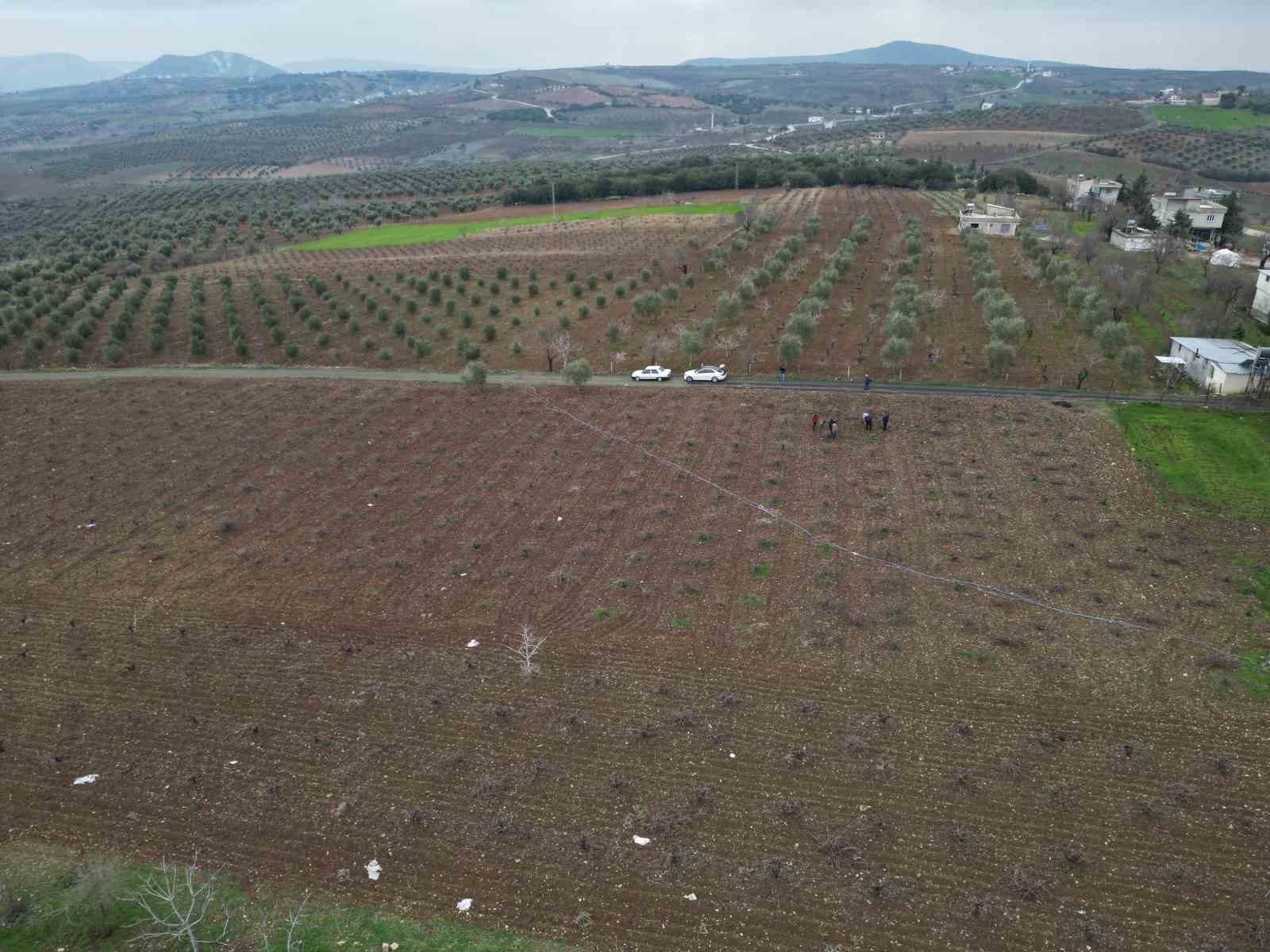 Kilis horozkarası üzümünde budama mesaisi başladı
