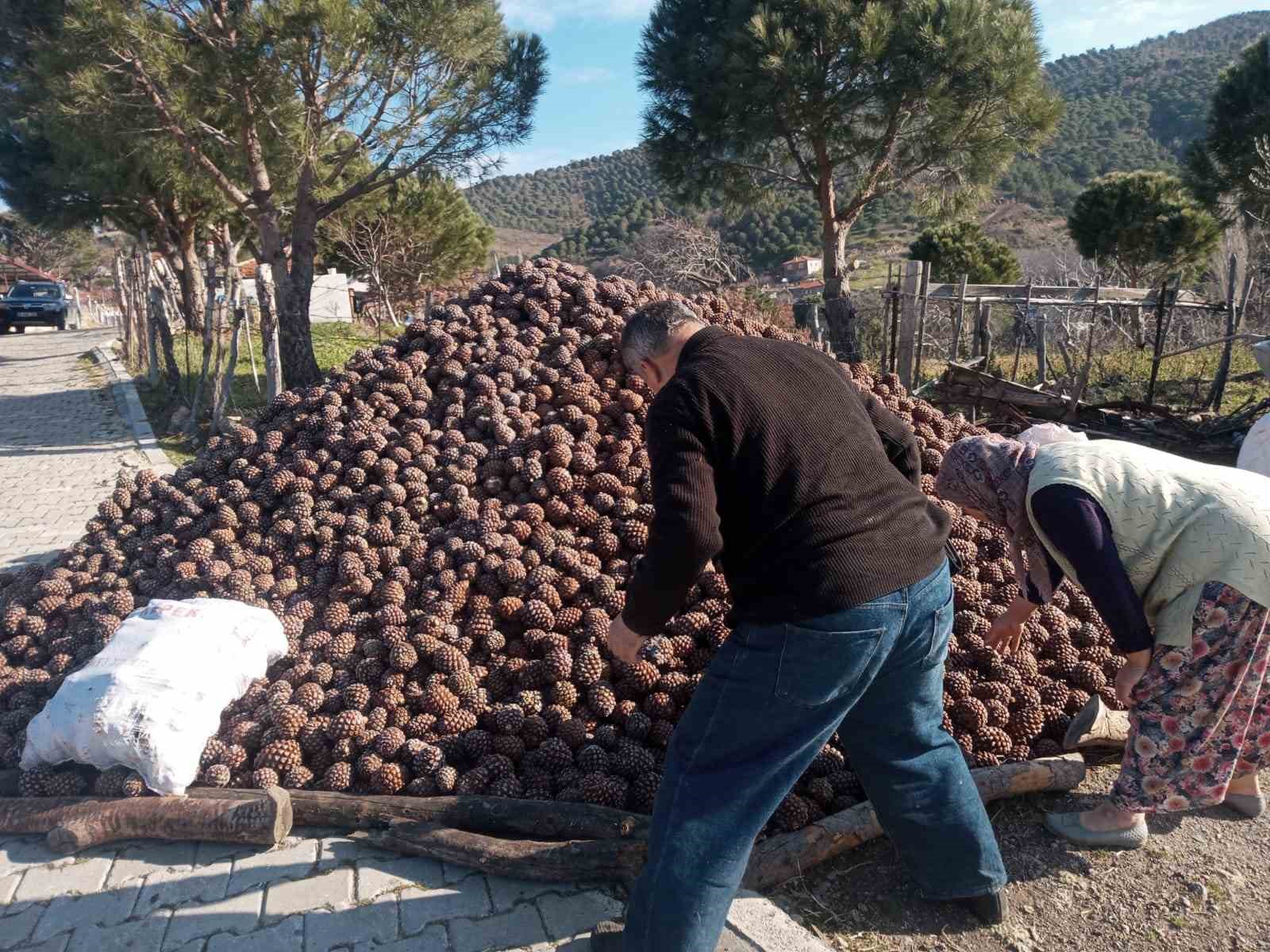 Burhaniye’de kozalak hasadı tamamlandı