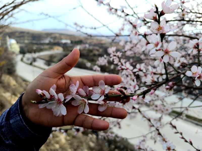 Tunceli’de badem ağaçları çiçek açtı, üretici tedirgin
