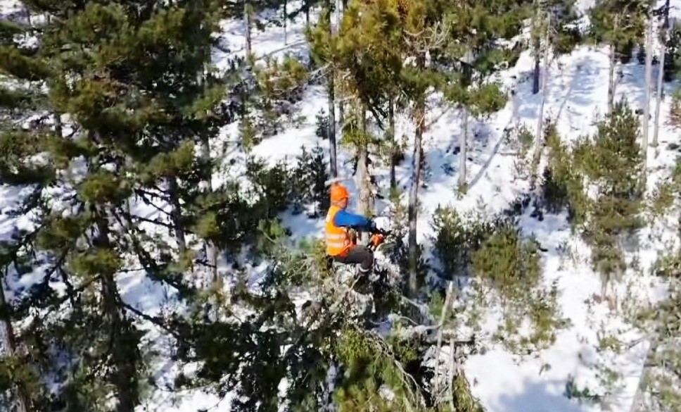 Emet’te ormanın sincapları iş başında
