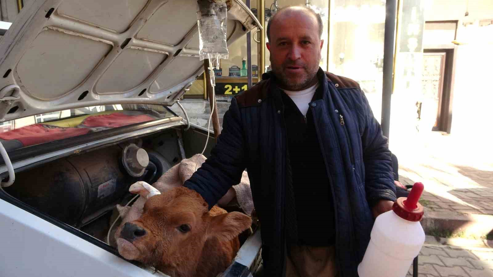 Arabasının bagajında veterinere götürdüğü buzağısının tedavisi bitene kadar başından ayrılmadı
