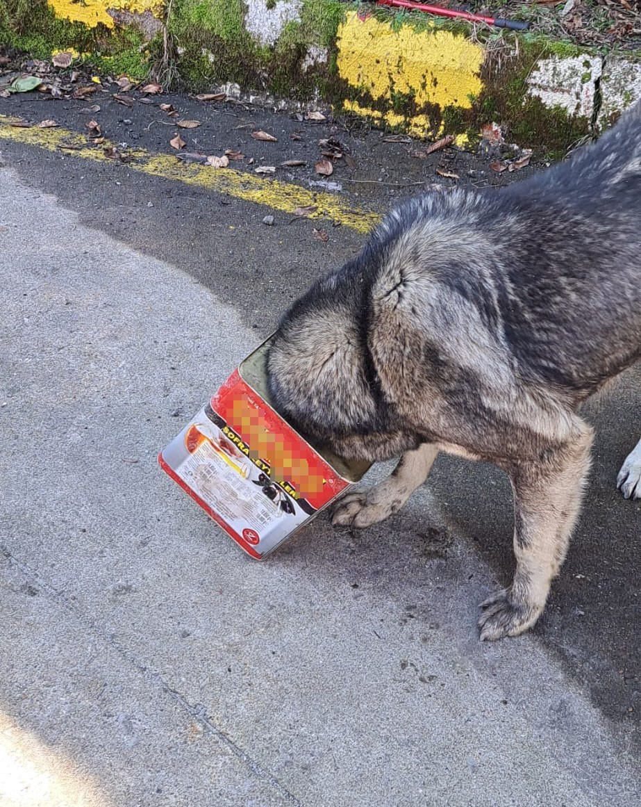 Bolu Dağı’nda yiyecek arayan köpek kafasını tenekeye sıkıştırdı
