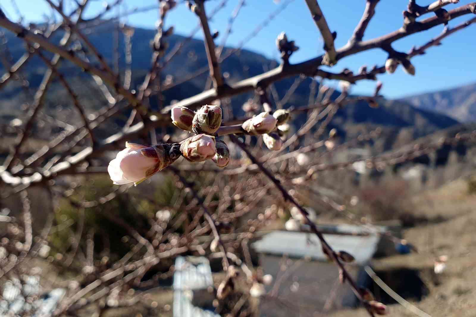 Gümüşhane’de Şubat ayında açan badem ağaçları şaşırttı