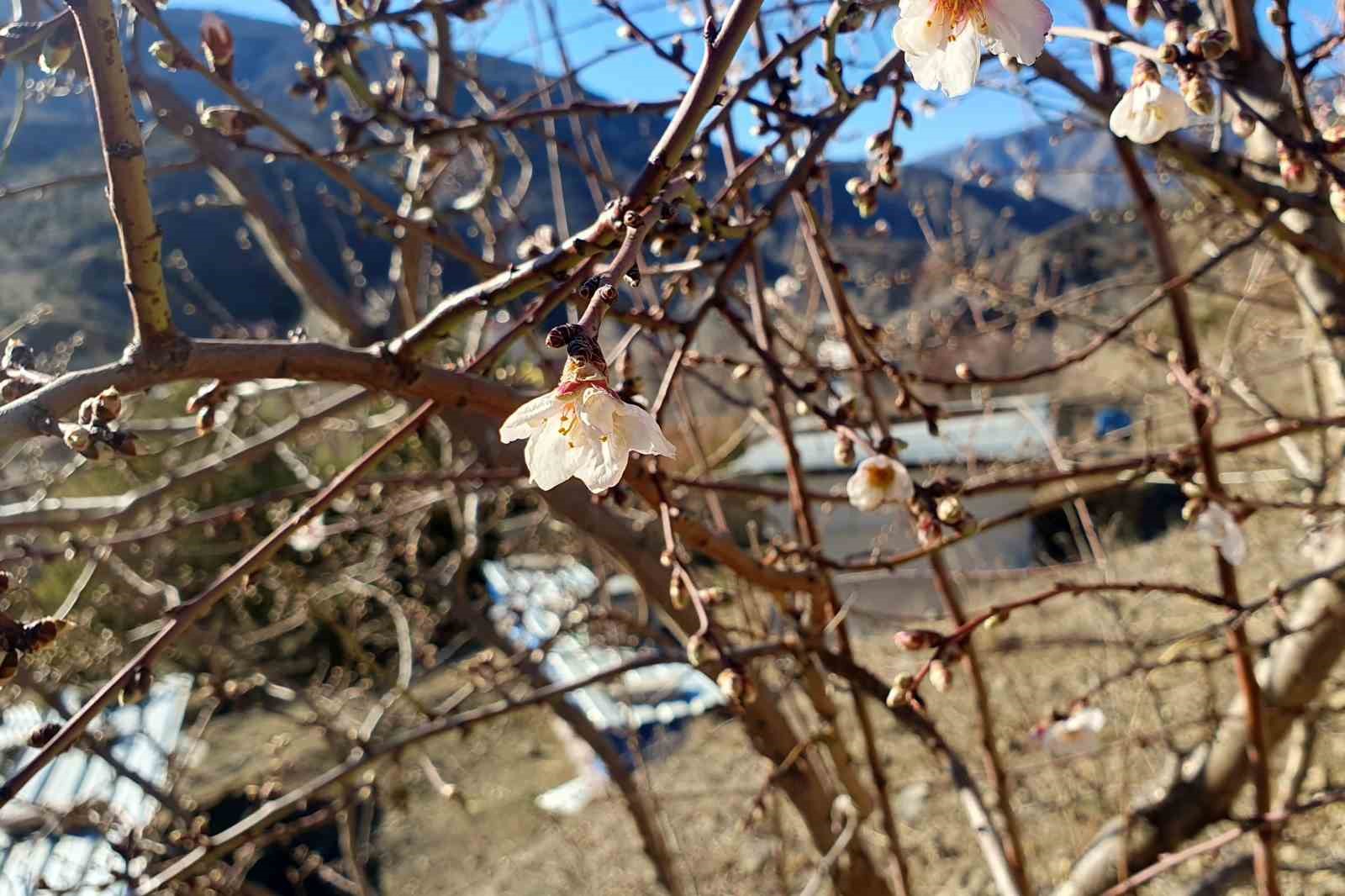 G&uuml;m&uuml;şhane&rsquo;de Şubat ayında a&ccedil;an badem ağa&ccedil;ları şaşırttı
