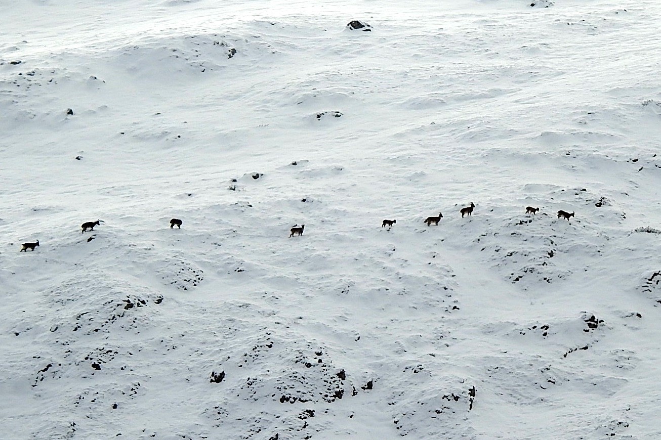 Dağ ke&ccedil;ileri Munzur Dağlarına renk katıyor
