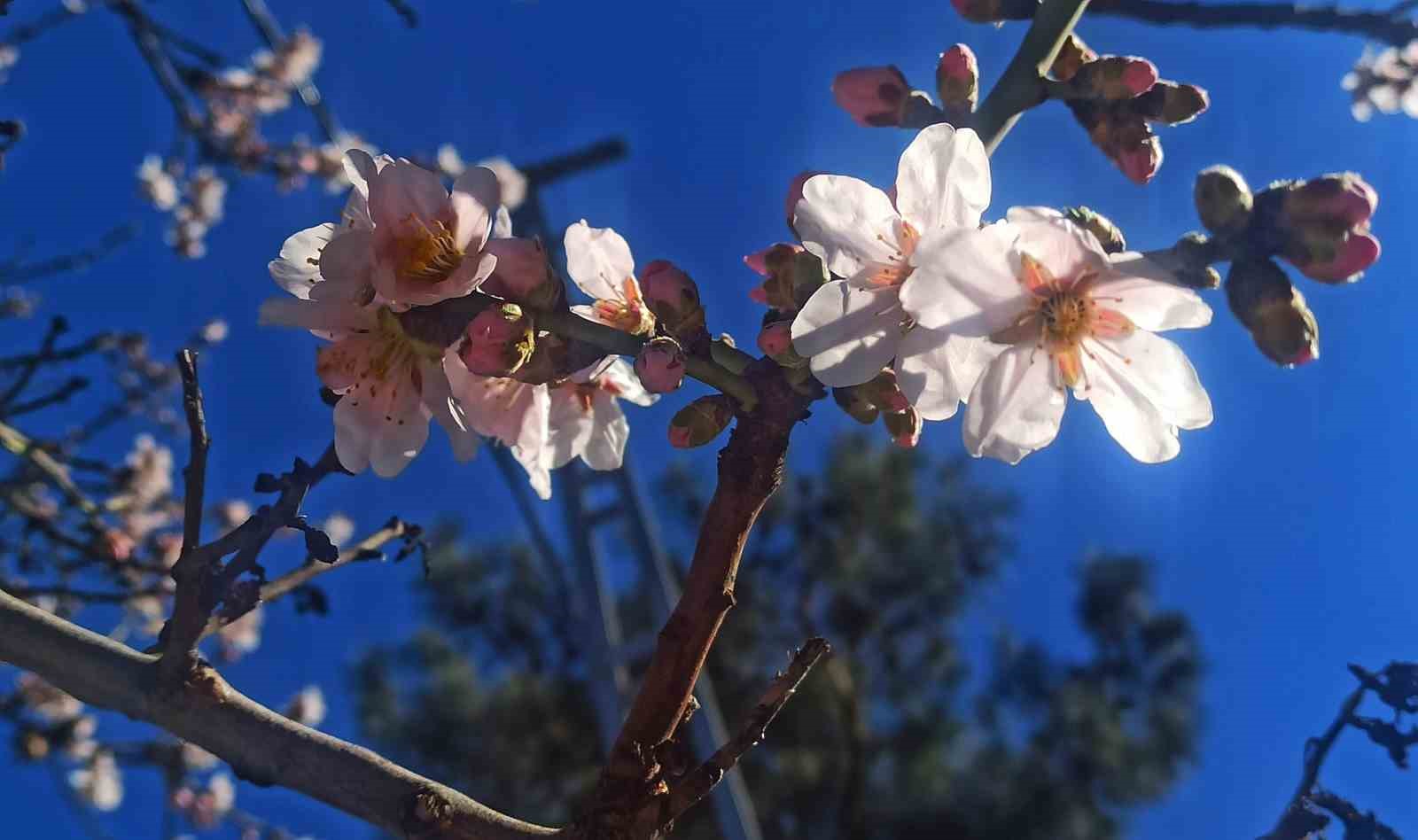 Kahramanmaraş’ta badem ağaçları çiçek açtı