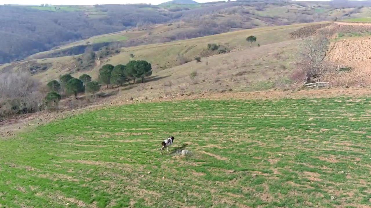Arazisine giren ineği dronla böyle kovaladı