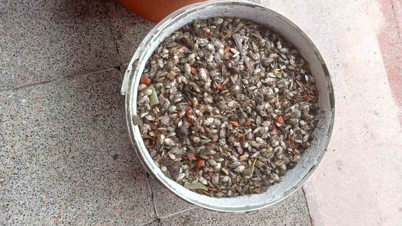 Soydan: &ldquo;Kahverengi kokarca ile doğru zamanda doğru m&uuml;cadele yapılması gerekiyor&rdquo;
