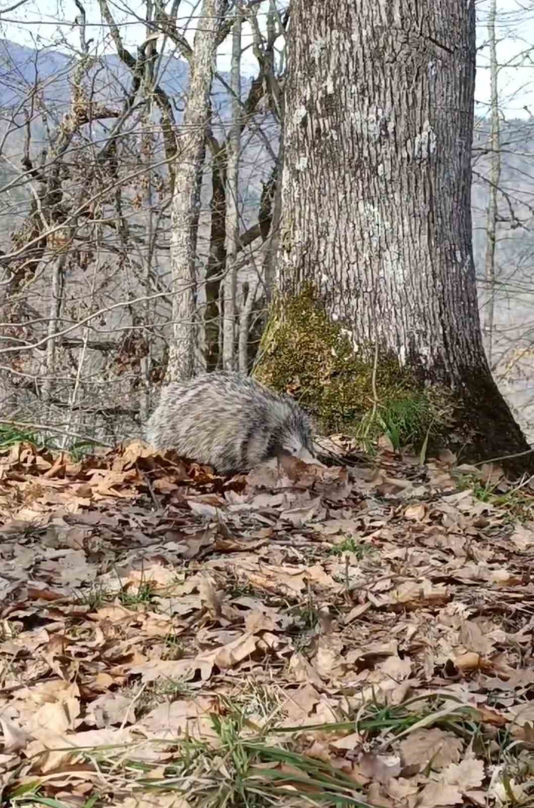 Nesli t&uuml;kenme tehlikesi yaşayan Porsuk cep telefonuyla g&ouml;r&uuml;nt&uuml;lendi
