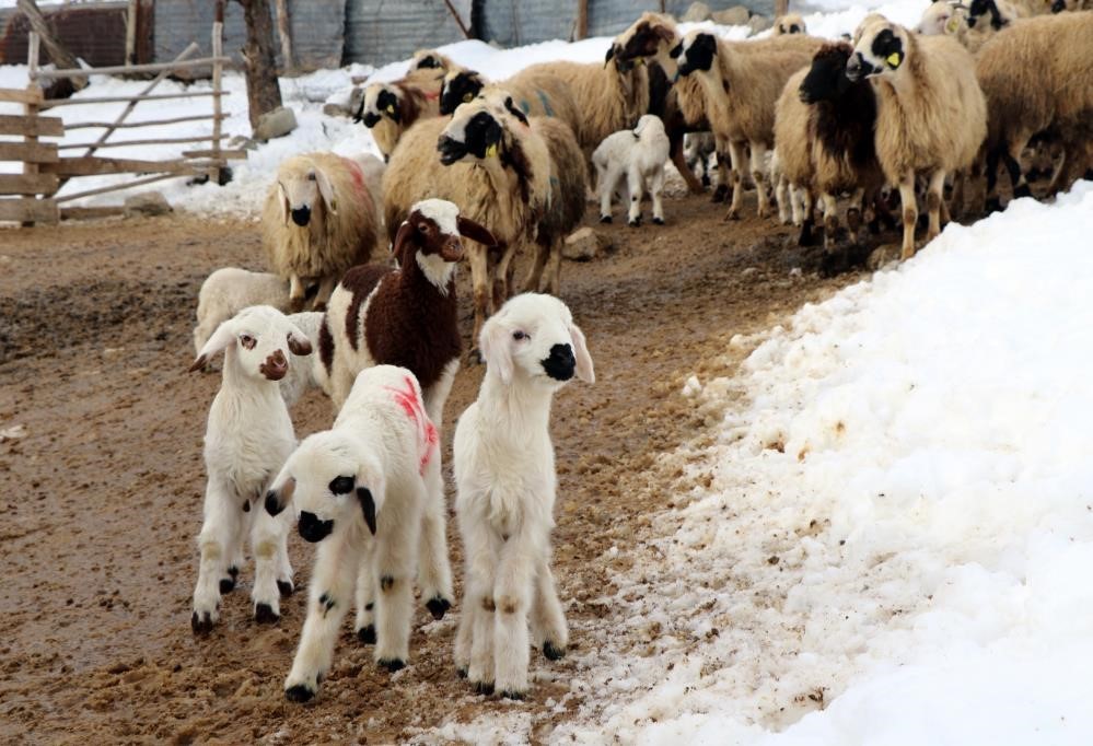 Erzincan’da besicilerin ‘kuzu’ mesaisi
