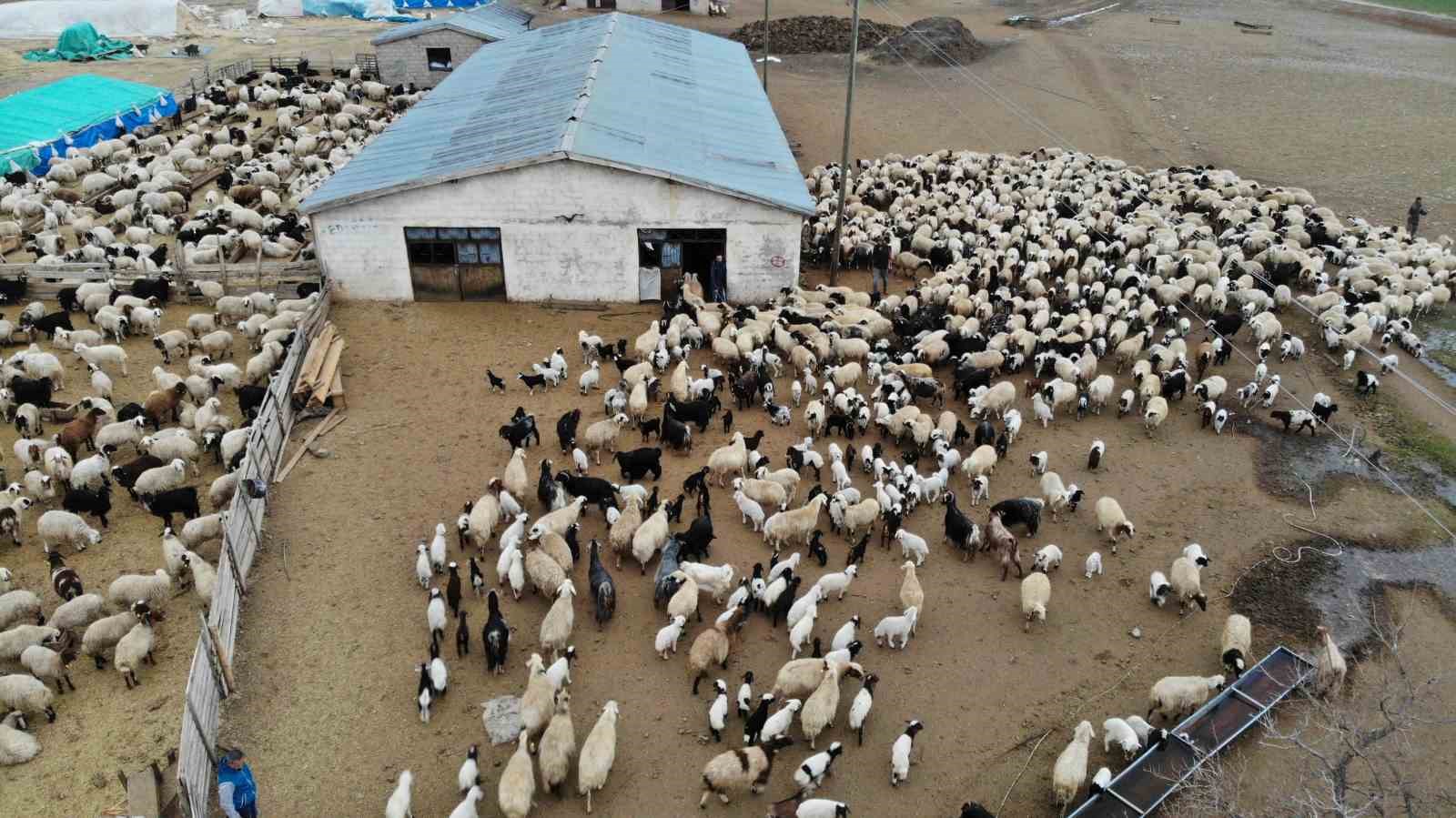 Erzincan&rsquo;da besicilerin &lsquo;kuzu&rsquo; mesaisi
