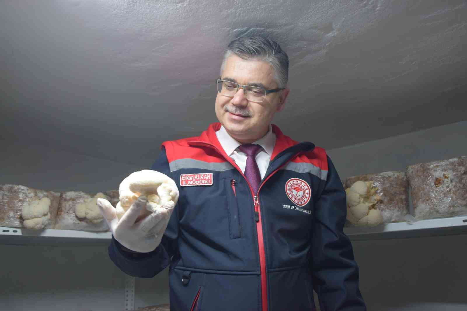 (&Ouml;zel) Evin bodrumunda aslan yelesi mantarı &uuml;retiyor
