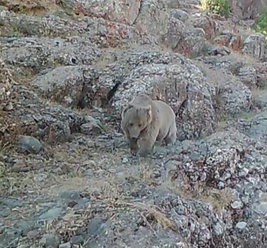 Tunceli’nin yaban hayatı fotokapanlara yansıdı
