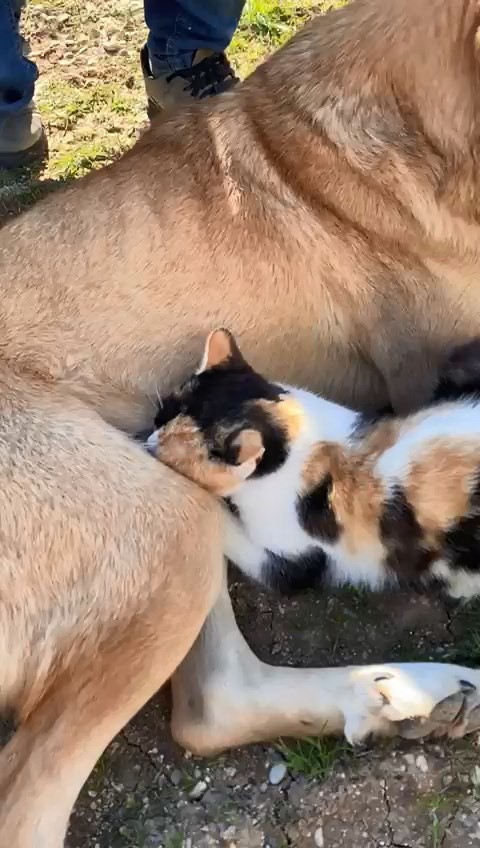 K&ouml;pek ile kedilerin yıllardır s&uuml;ren dostluğu
