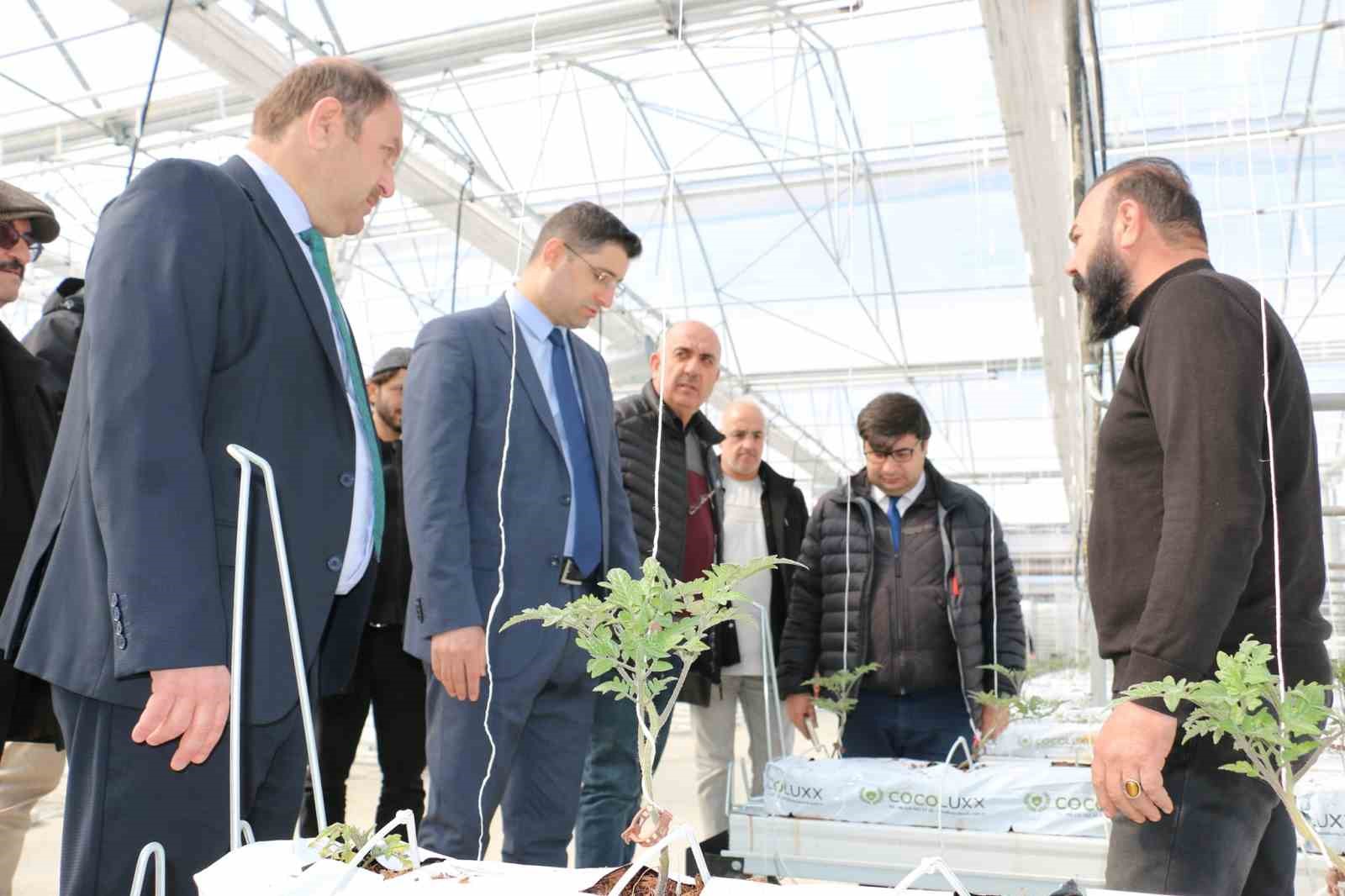 Erzincan’da jeotermal ısıtmalı topraksız serada ilk fideler dikildi