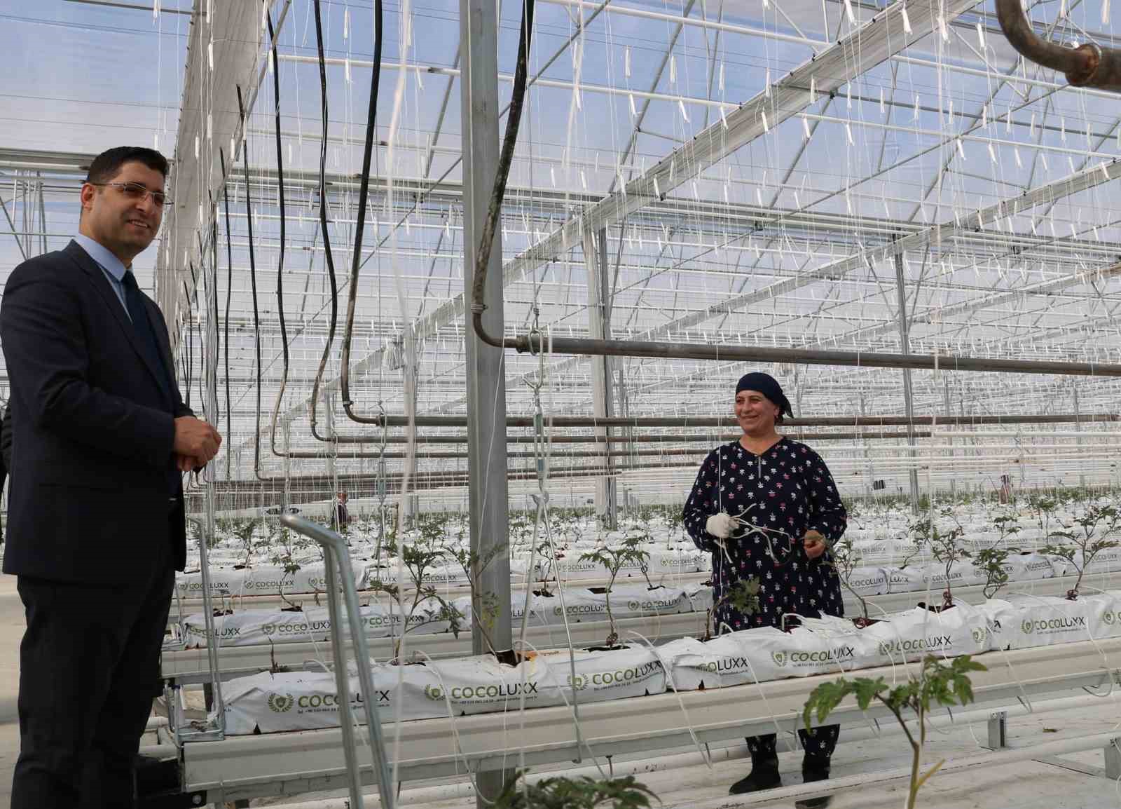 Erzincan&rsquo;da jeotermal ısıtmalı topraksız serada ilk fideler dikildi
