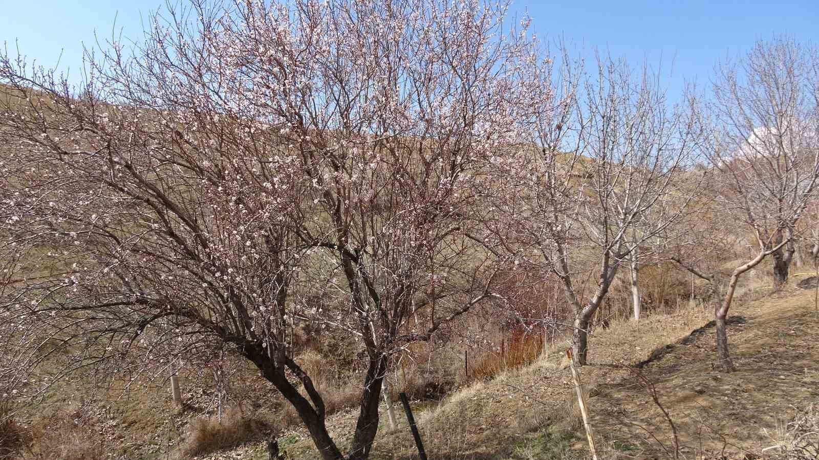Şubat ayında badem ağa&ccedil;ları &ccedil;i&ccedil;ek a&ccedil;tı, &uuml;reticileri don endişesi sardı
