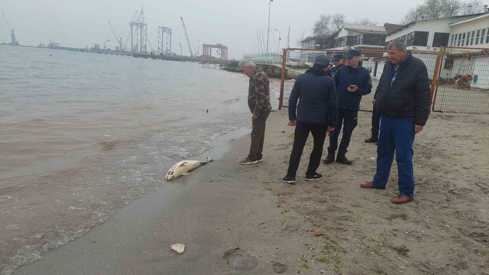 &Ouml;l&uuml; yunus sahile vurdu

