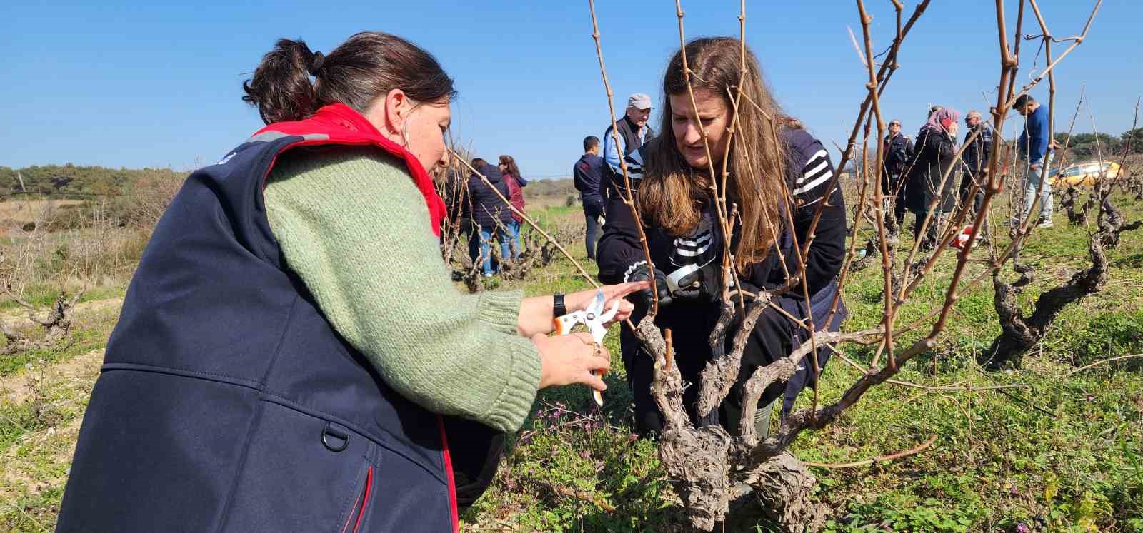 Bozcaada Bağcılıkta Modern Teknikler Eğitimi