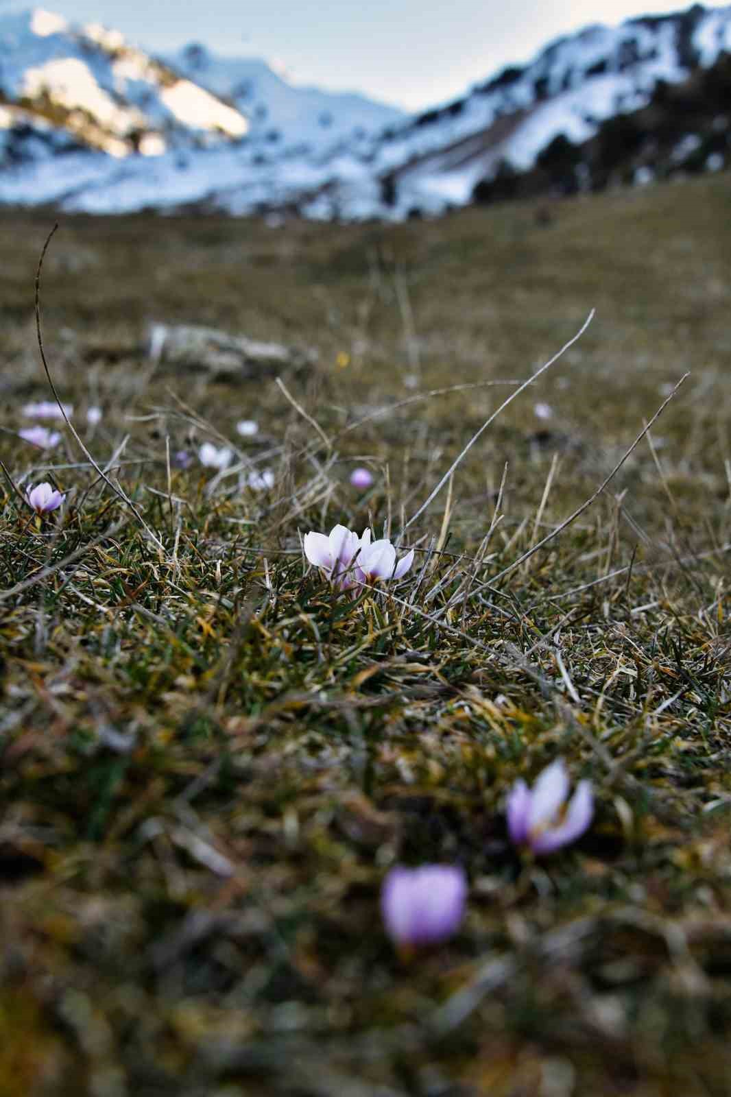 Gümüşhane’de kardelenler baharın müjdesini verdi