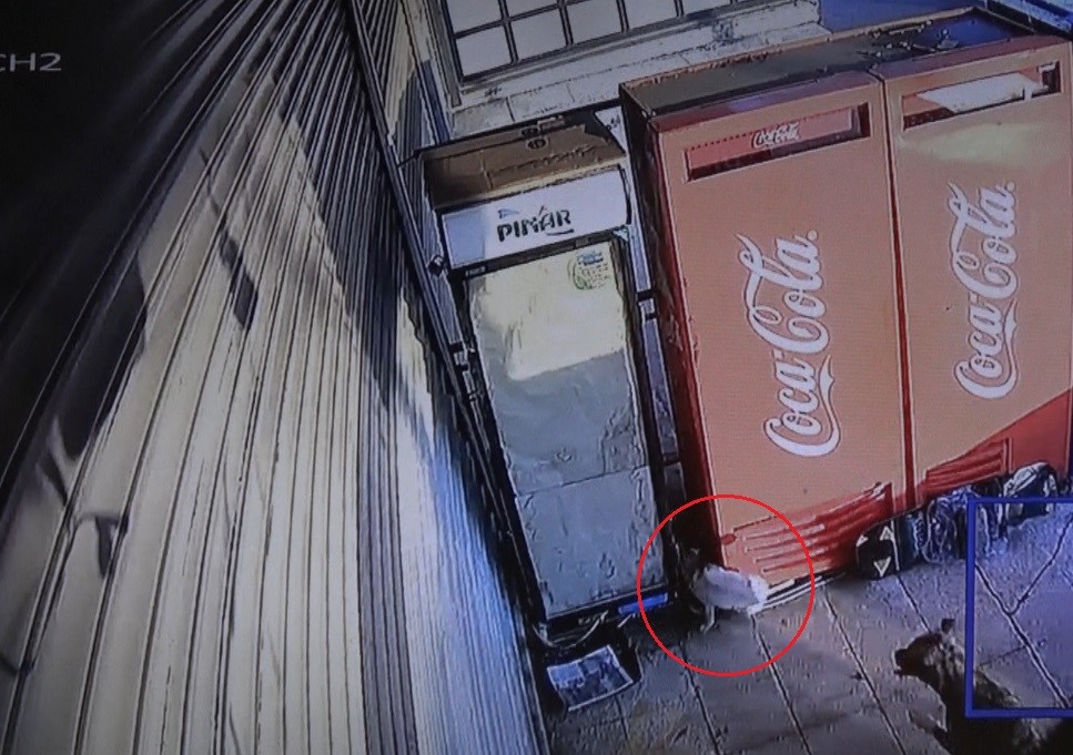 Mama bekleyen kedinin k&ouml;peklerle kavgası kamerada
