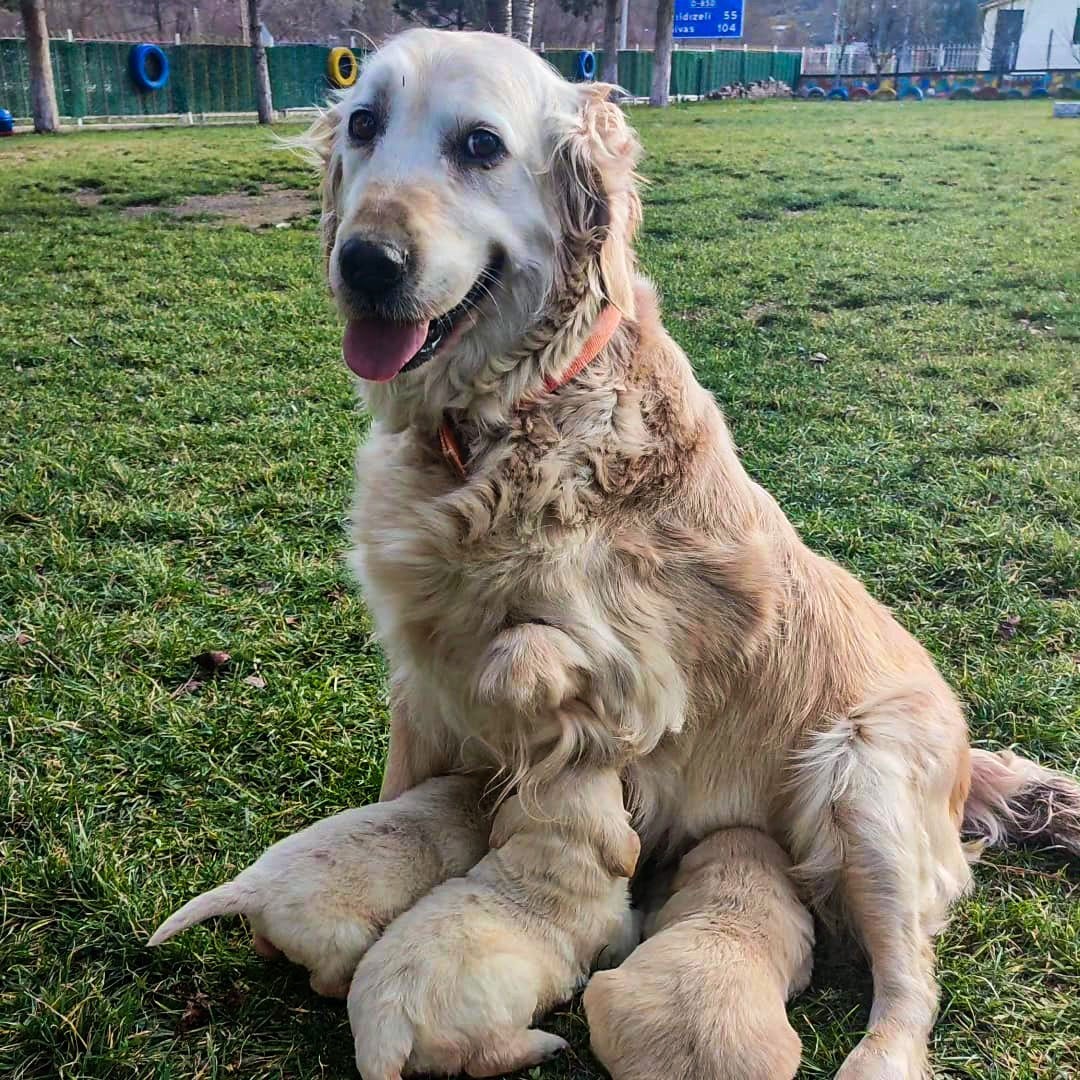 Engelli anne Boncuk ve yavruları okulun maskotu oldu
