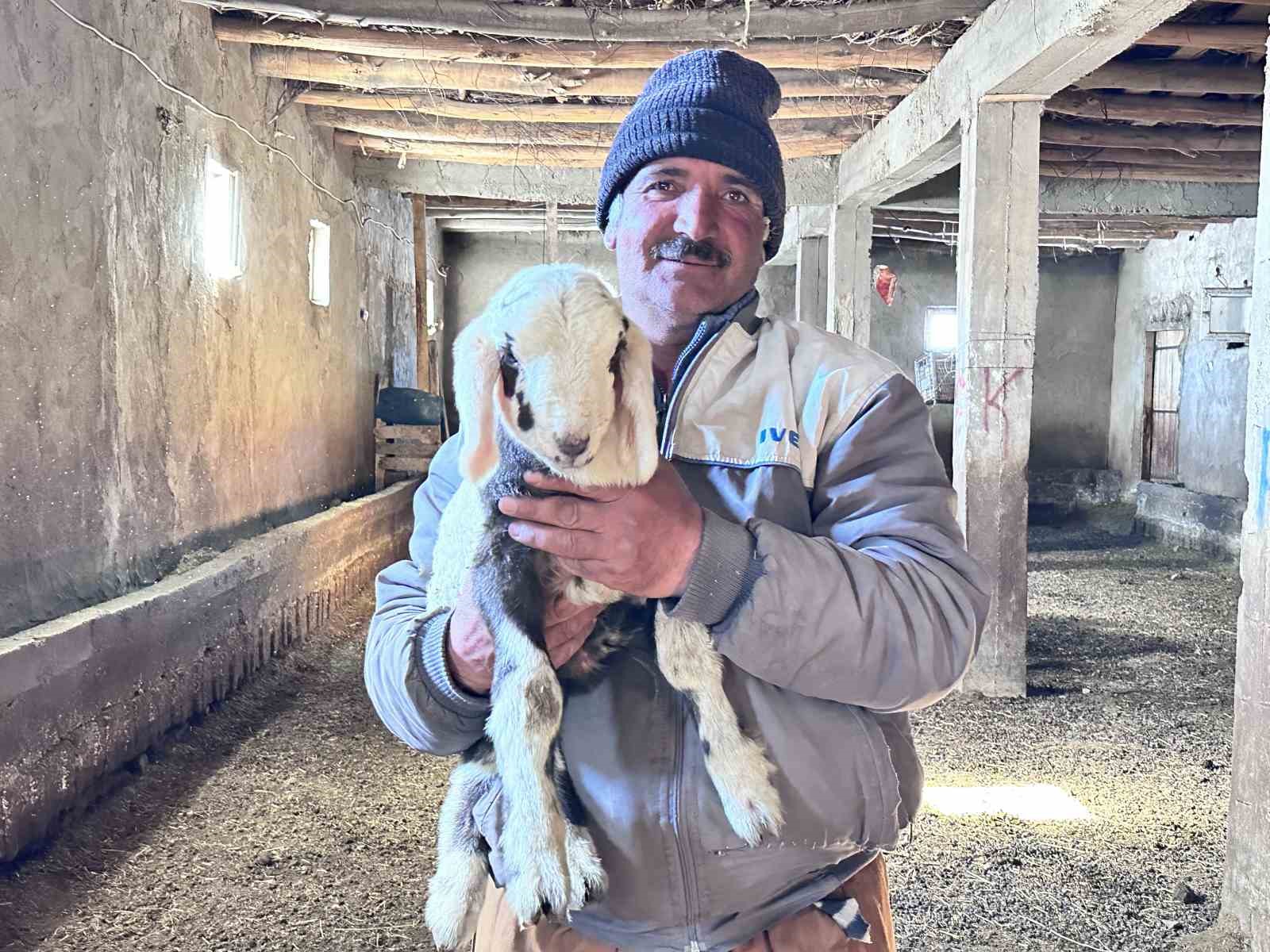 Yüksekova’da ithal çoban dönemi