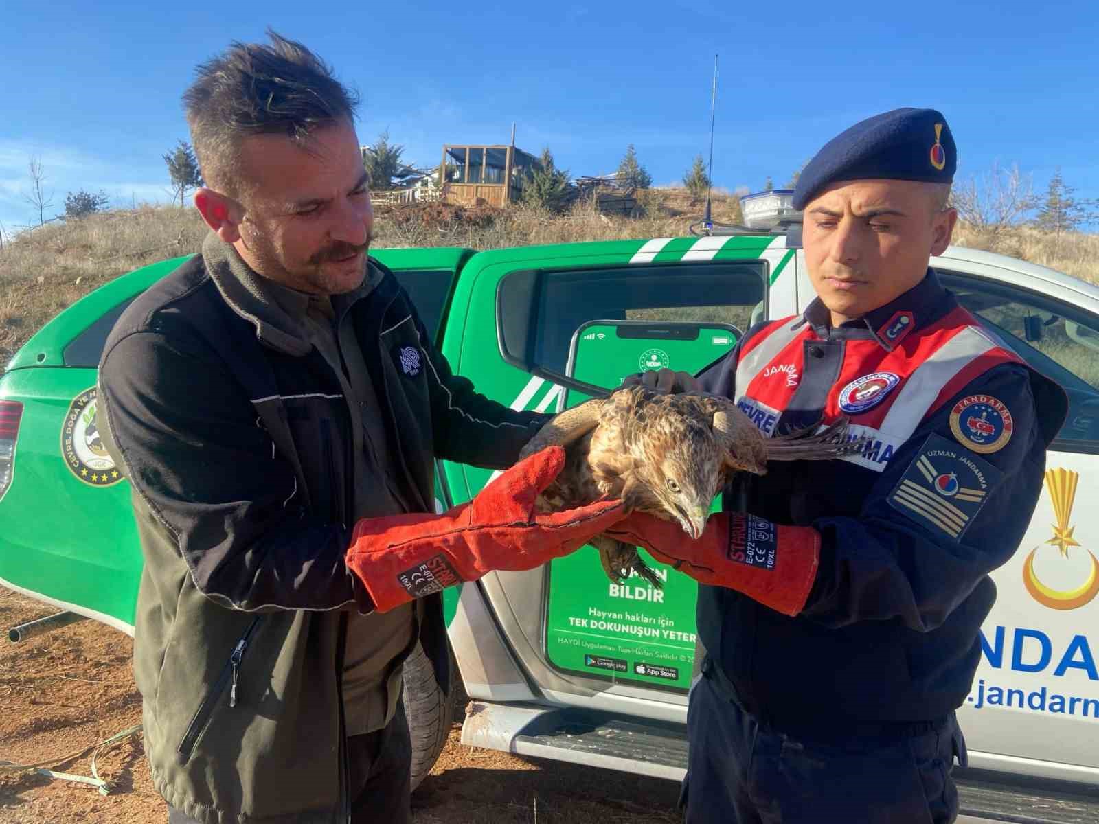Jandarmanın yaralı bulduğu kızıl şahin tedavi altında
