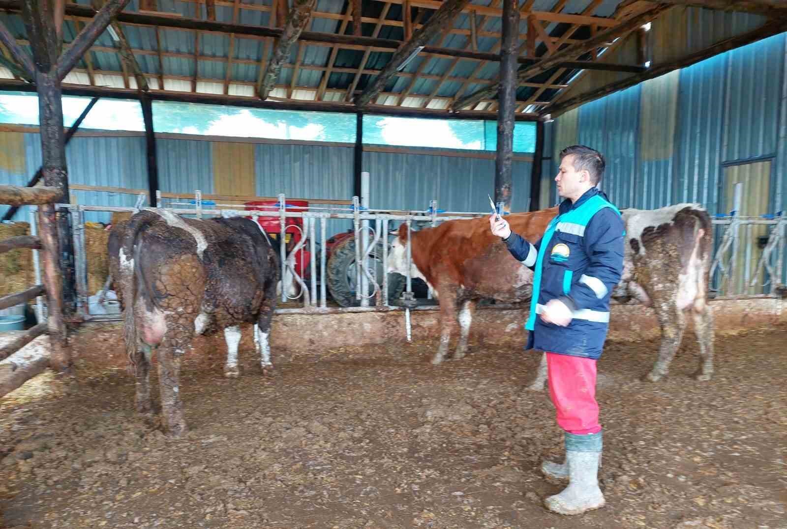 Hisarcık&rsquo;ta 5 bin 500 b&uuml;y&uuml;kbaş hayvana şap aşısı yapılacak
