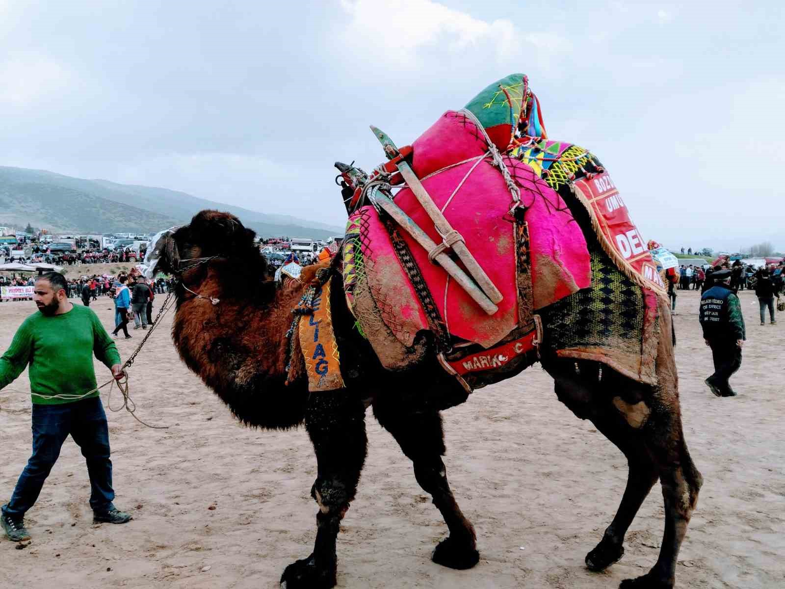Sarıgöl’de deve güreşleri düzenlenecek