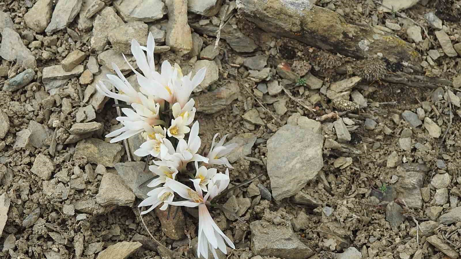 Erzincan&rsquo;da kardelenler baharın m&uuml;jdesini verdi
