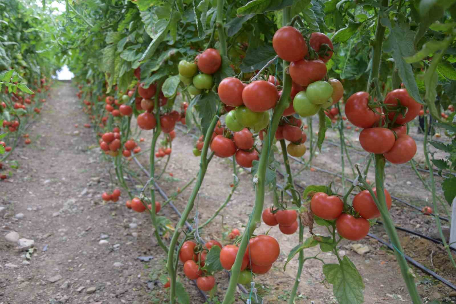 Antalya’da domates miktarı da fiyatı da arttı
