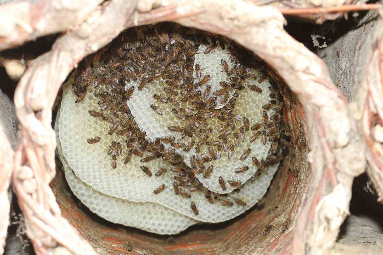 T&Uuml;İK, Siirt&rsquo;in tarım ve hayvancılık verilerini a&ccedil;ıkladı
