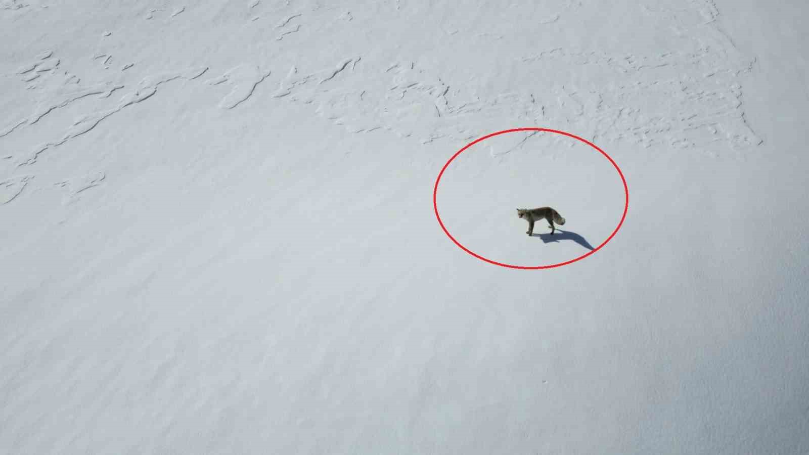 Beytüşşebap’ta tilkinin dron ile imtihanı