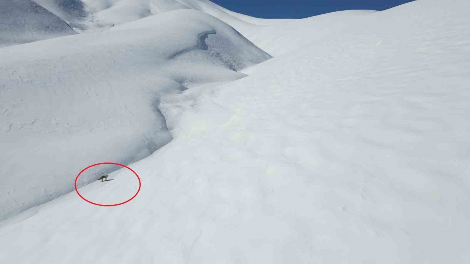 Beyt&uuml;şşebap&rsquo;ta tilkinin dron ile imtihanı
