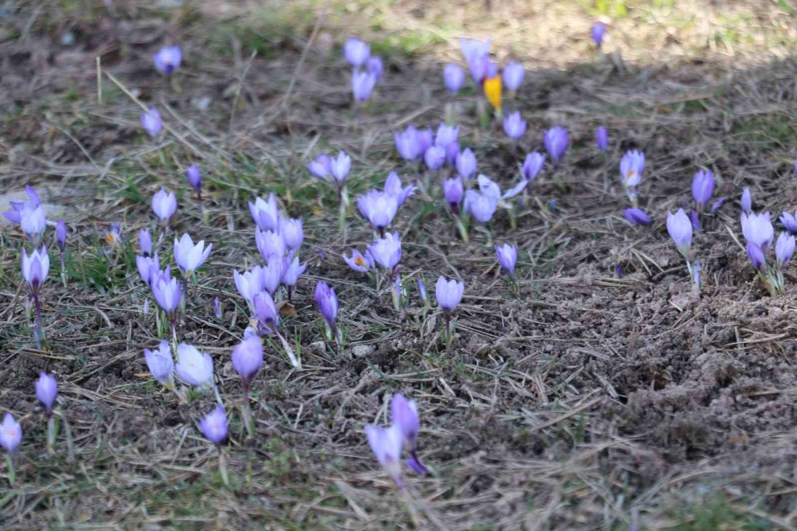 Ankara&rsquo;da baharın m&uuml;jdecisi &lsquo;&ccedil;iğdemler&rsquo; &ccedil;i&ccedil;ek a&ccedil;tı
