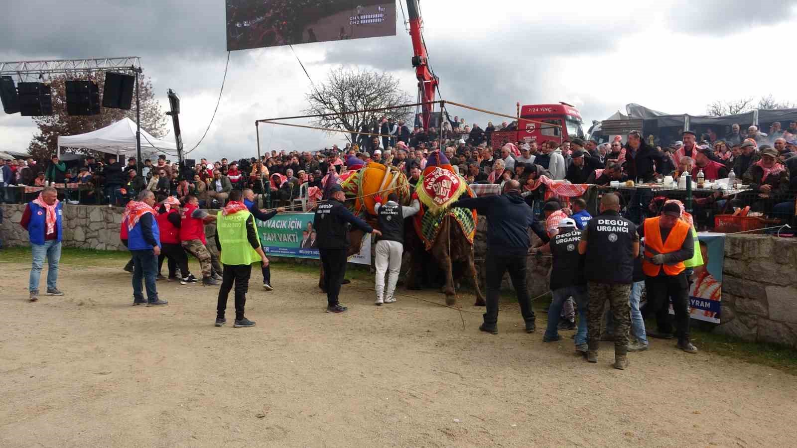Ayvacık’ta 6. Geleneksel Deve Güreşleri Festivali düzenlendi