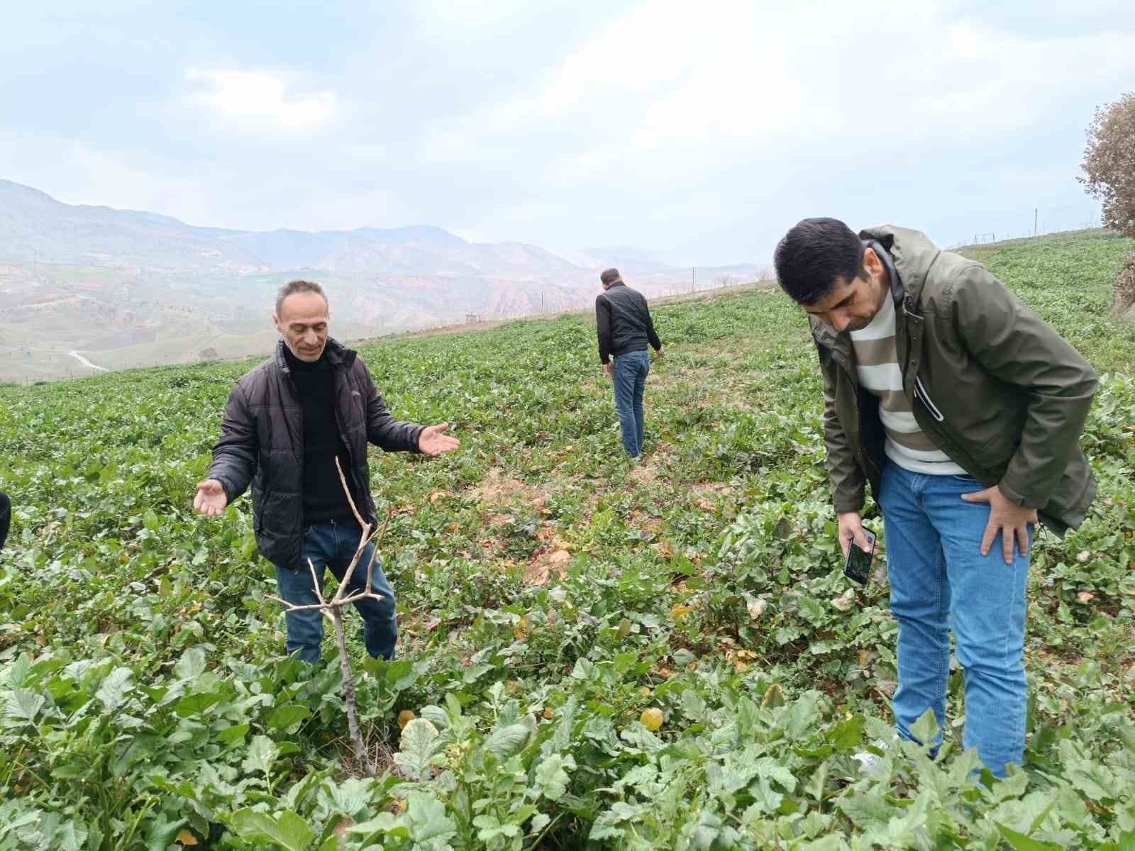 Siirt&rsquo;te bağ ve bah&ccedil;elerde yabancı otlarda artış yaşanıyor
