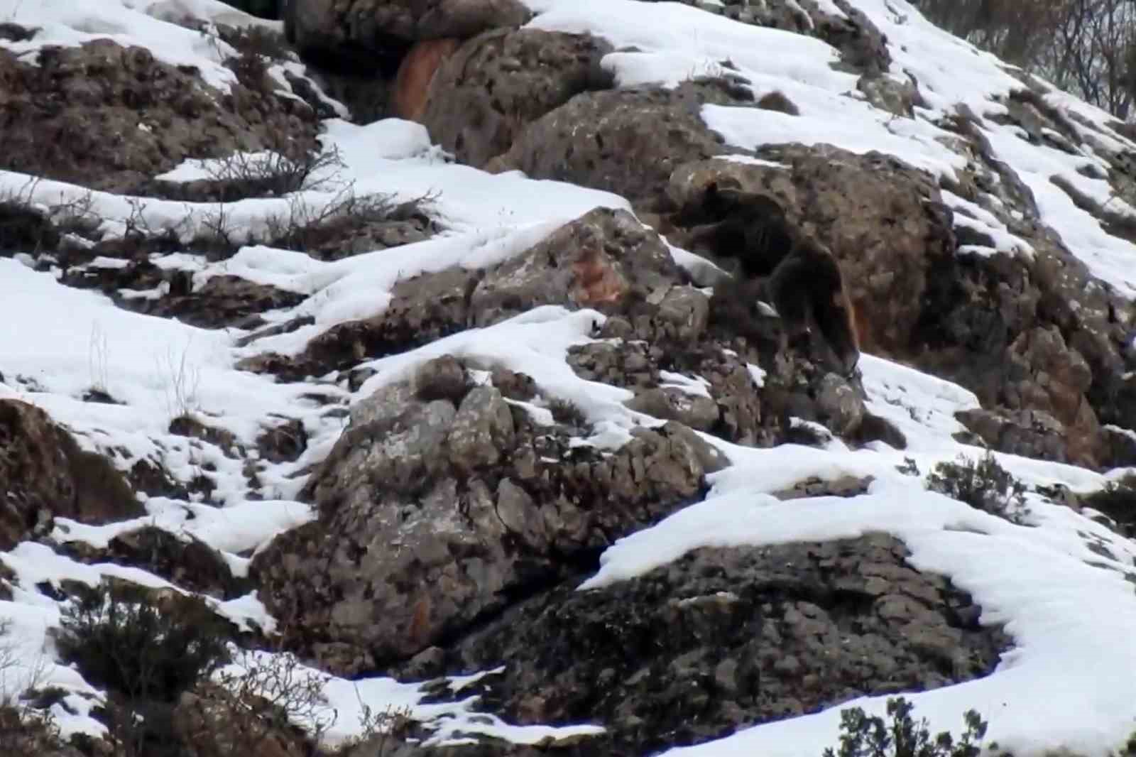 G&uuml;m&uuml;şhane&rsquo;de yaban ke&ccedil;ileri ve ayılar dronla g&ouml;r&uuml;nt&uuml;lendi
