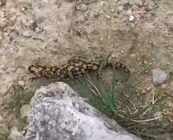 Batman’da nesli tehdit altında olan ’sarı benekli semender’ görüldü
