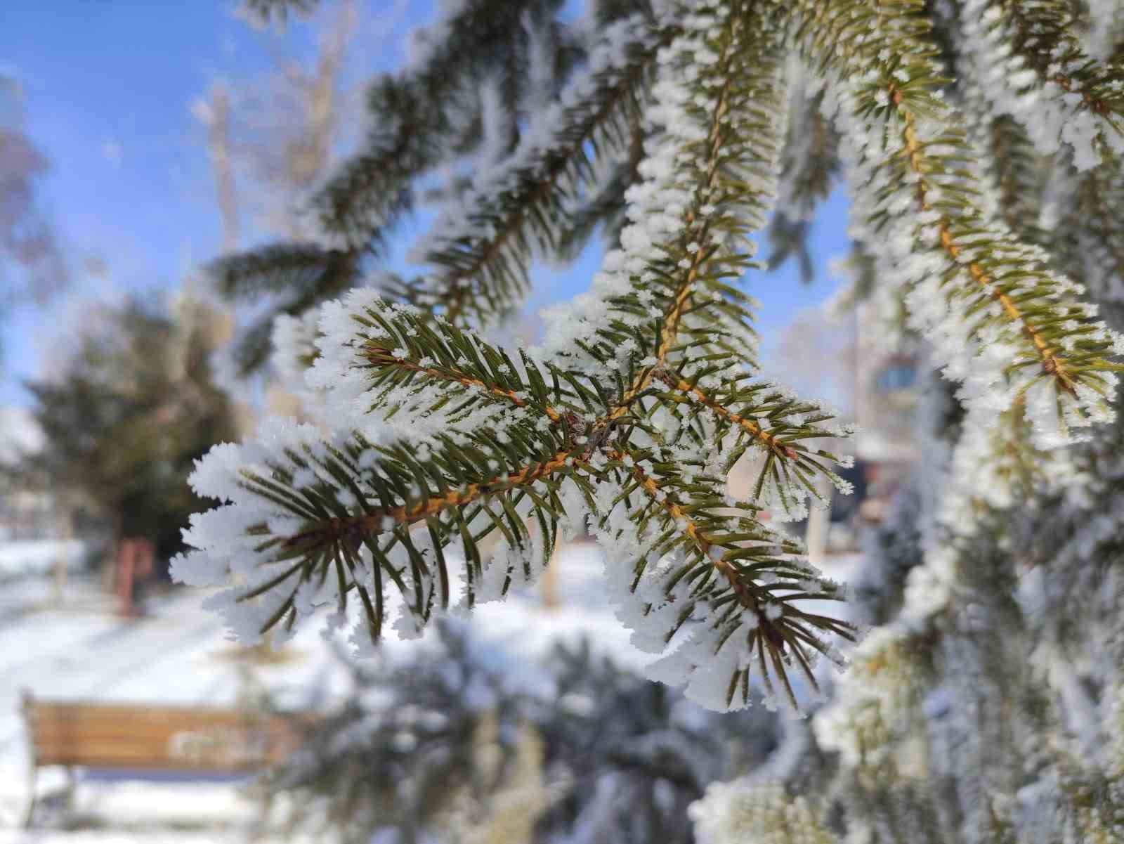 Ardahan buz kesti, ağaçlar kırağı tuttu 