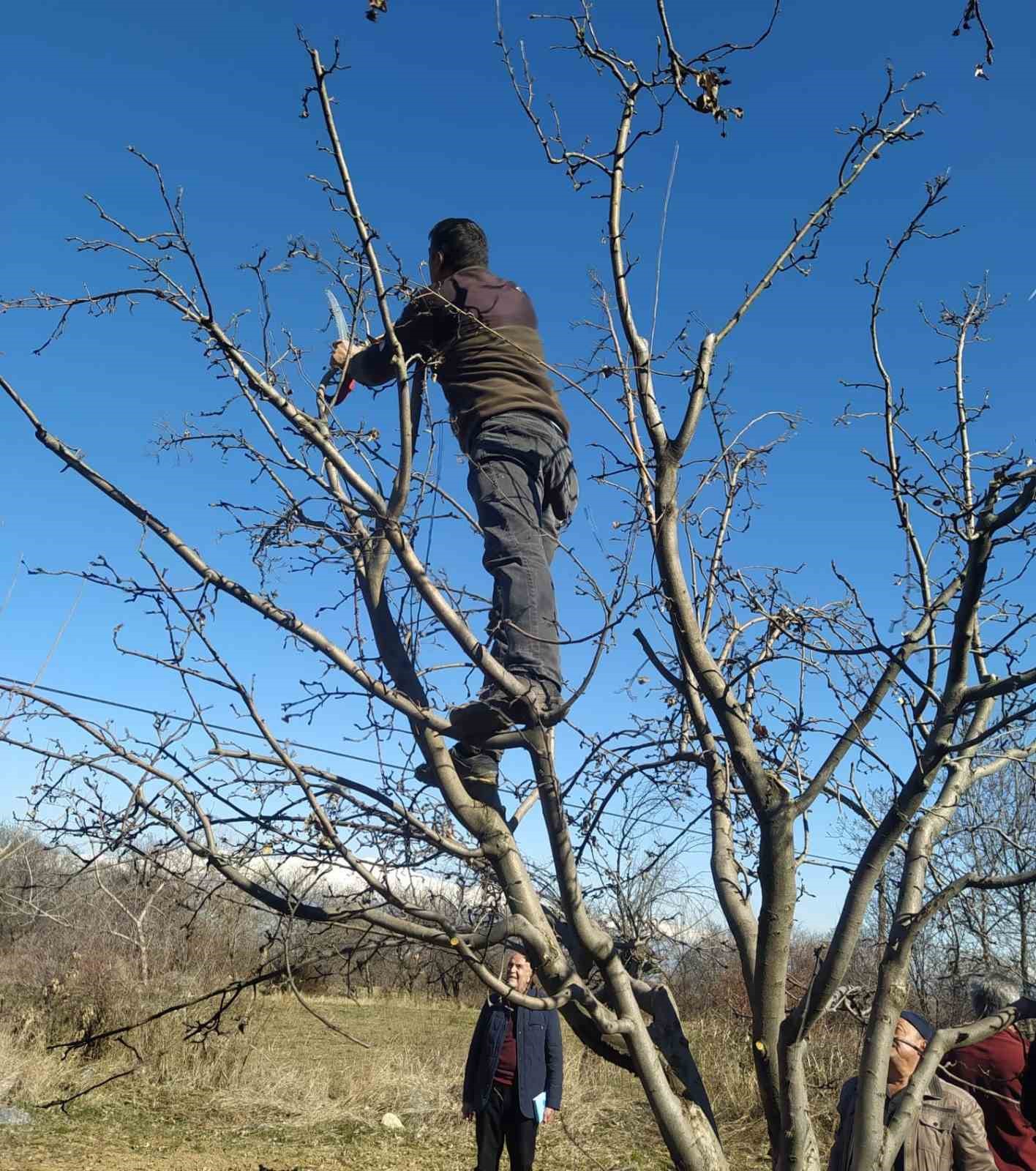 Meyve bah&ccedil;elerinde budama kursu
