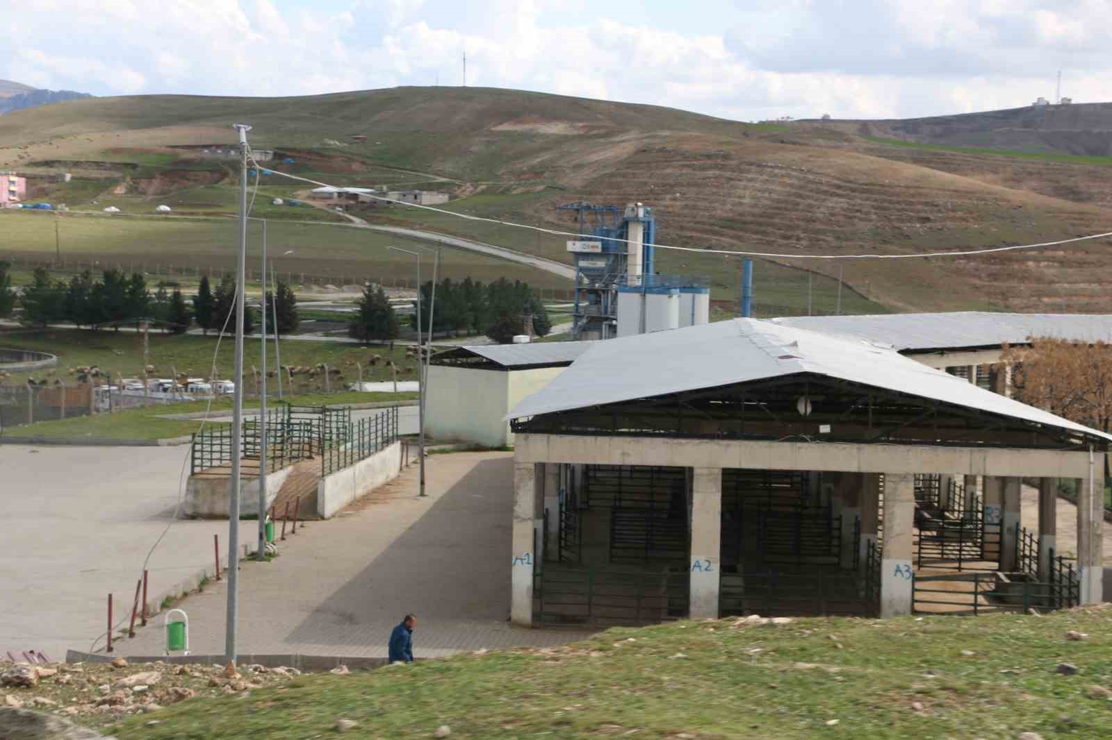 Siirt’te şap vakası yüzünden hayvan kesimi durduruldu