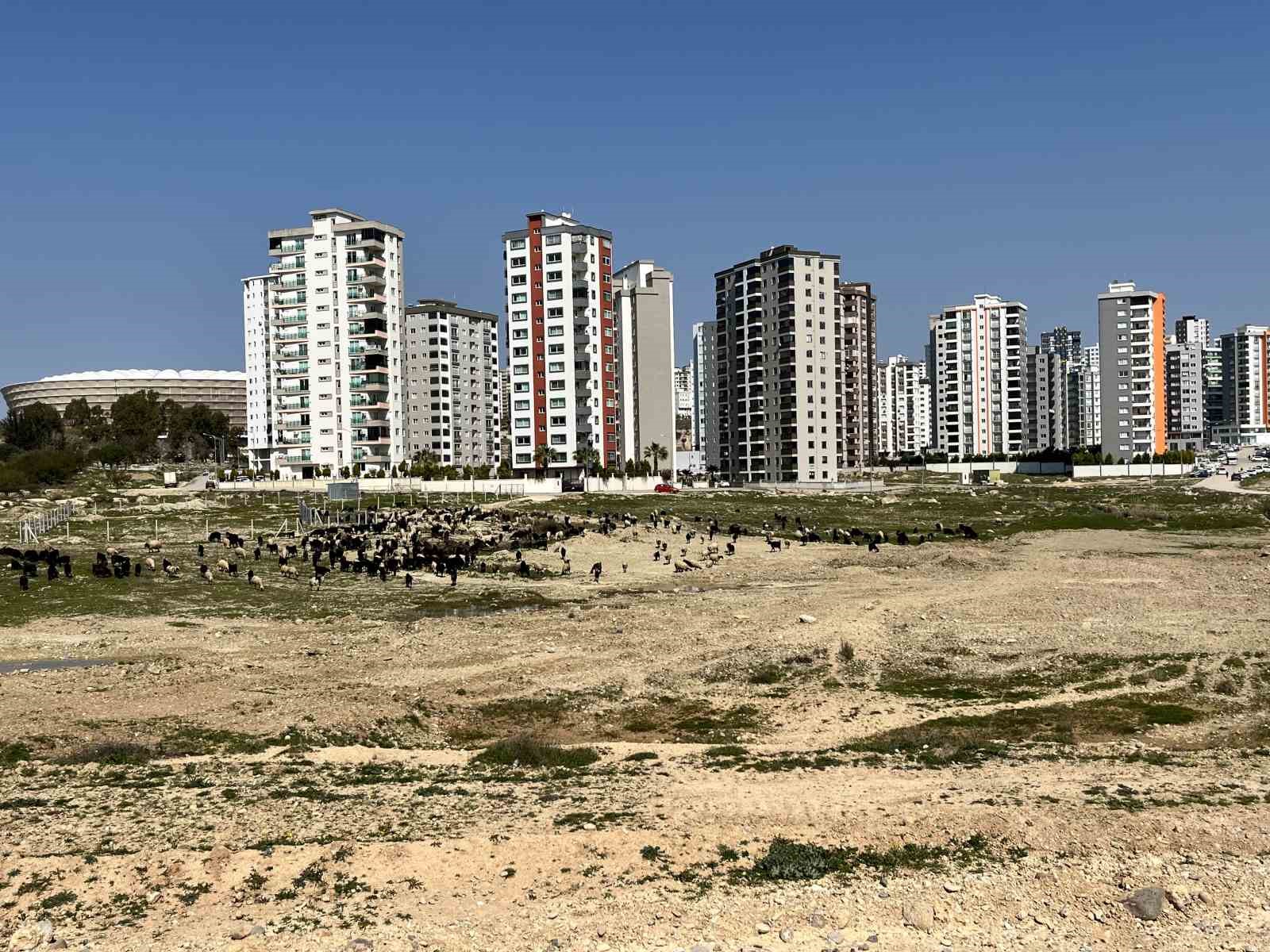 Milyonluk evlerin &ouml;n&uuml; otlağa d&ouml;nd&uuml;
